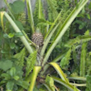 Meet your Posher, Alicia